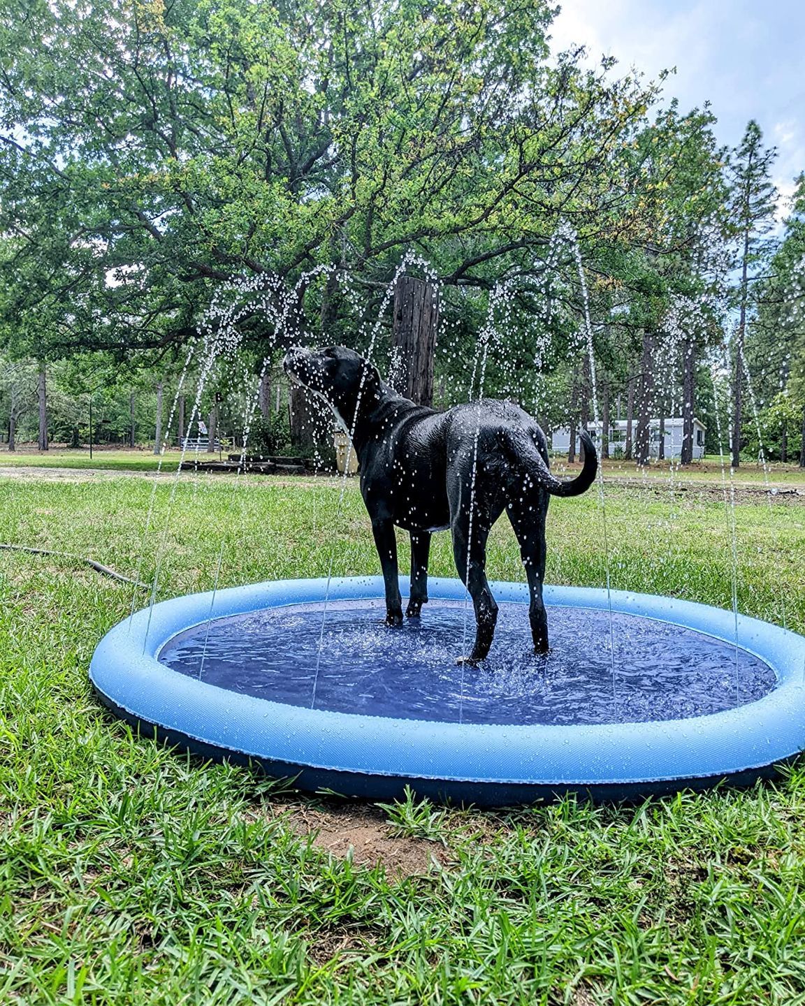 Customer photo review of Puppery Sprinkler Wasserspielmatte für Hunde