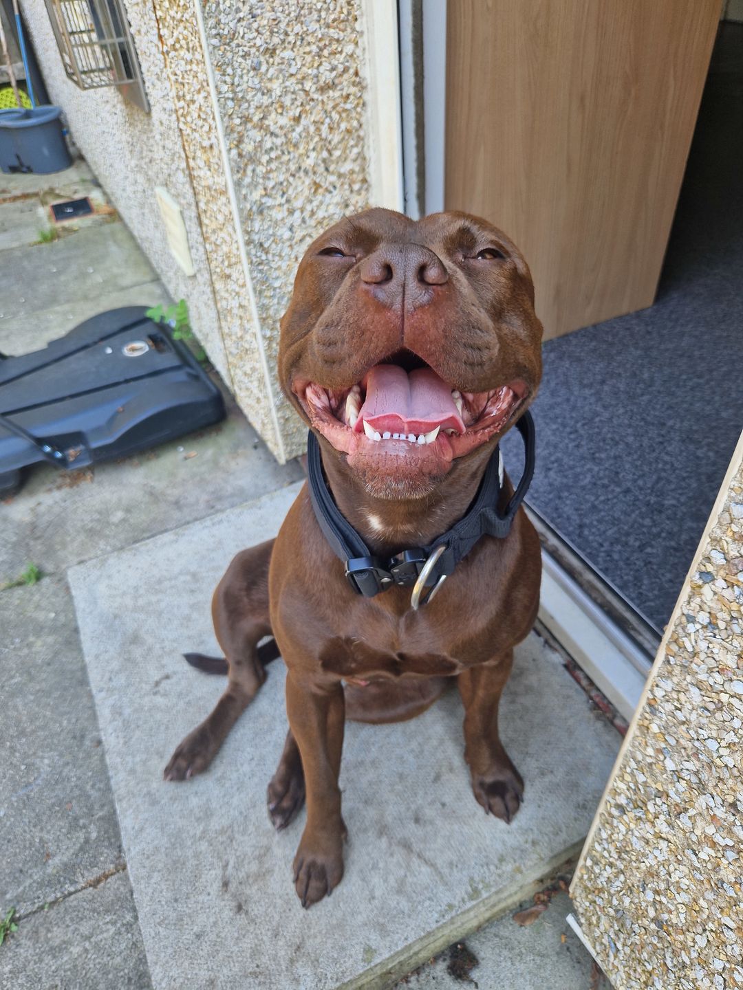 Customer photo review of Double Ended Training Lead | All Breeds - Durable & Soft 2m Lead - Black