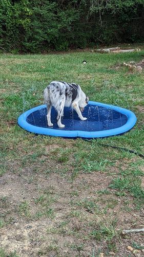 Customer photo review of Puppery Sprinkler Wasserspielmatte für Hunde