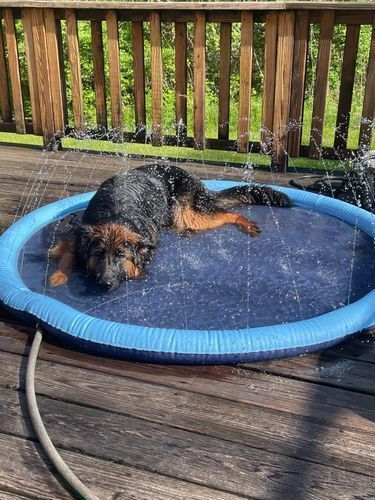 Customer photo review of Puppery Sprinkler Wasserspielmatte für Hunde