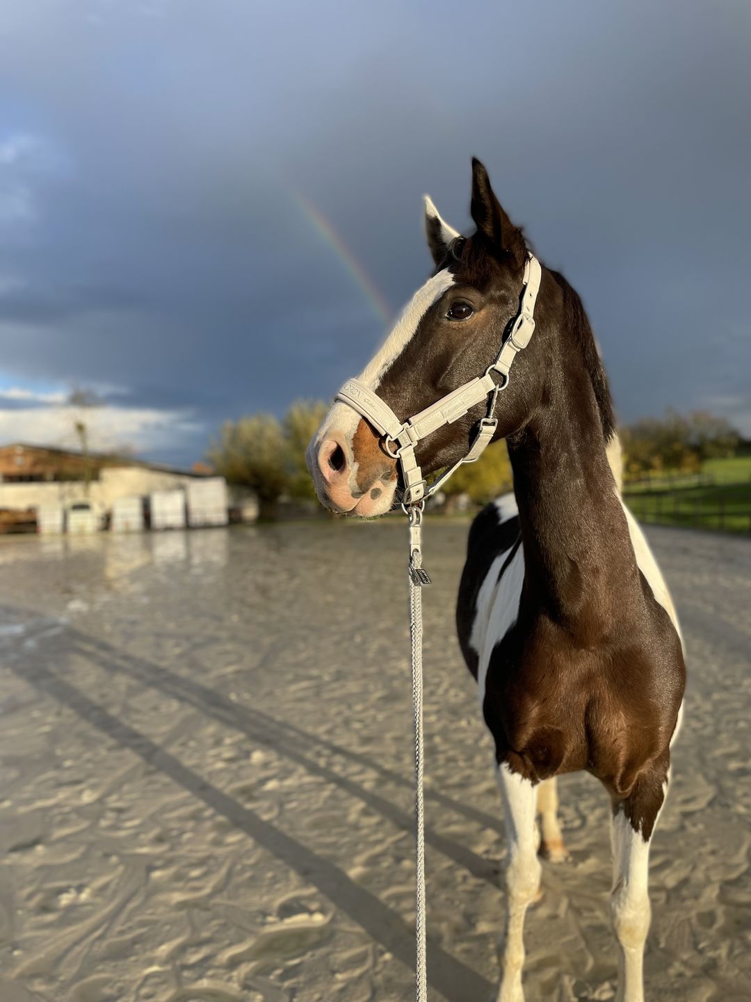 Customer photo review of Kristallkraft Brave Horse