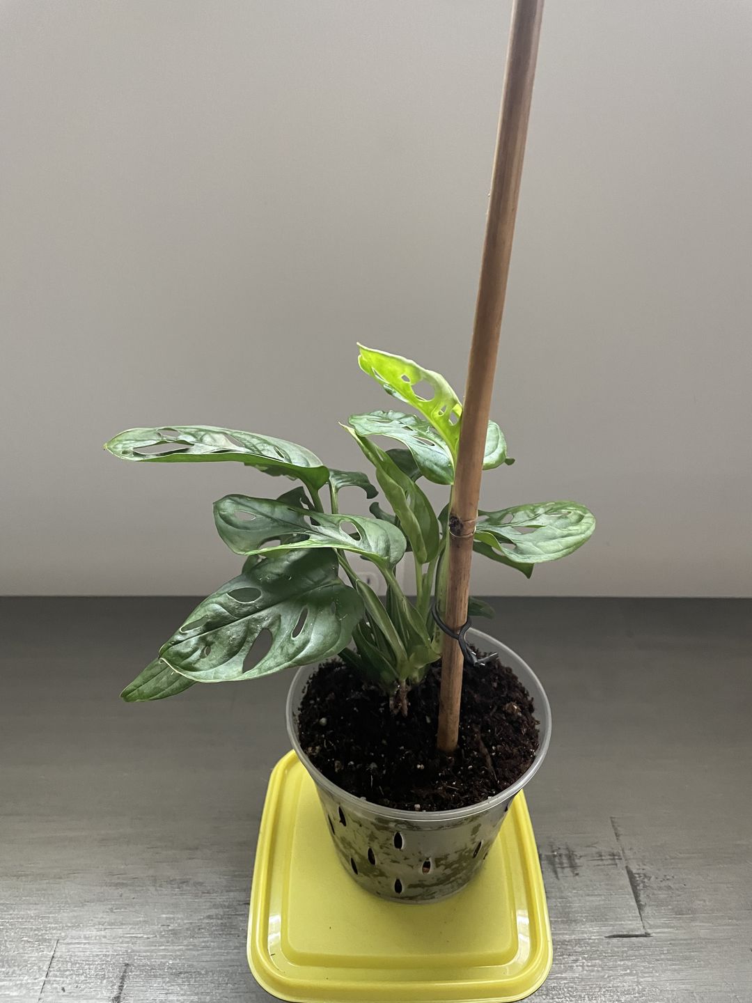 Customer photo review of Monstera adansonii Wide Leaf