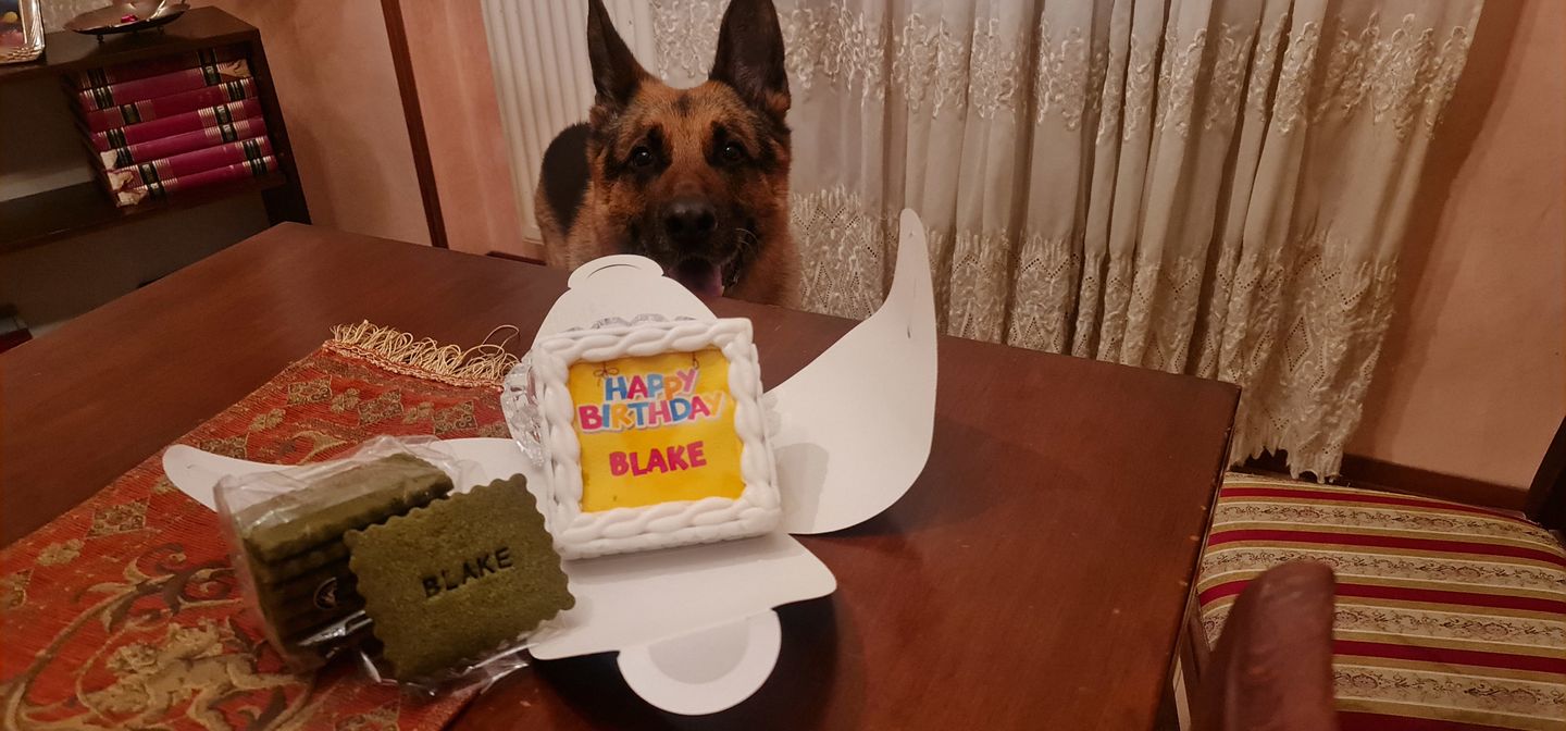 Customer photo review of Gallette  Per Cani ForYou Personalizzabili