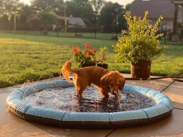 Customer photo review of Puppery Sprinkler Wasserspielmatte für Hunde
