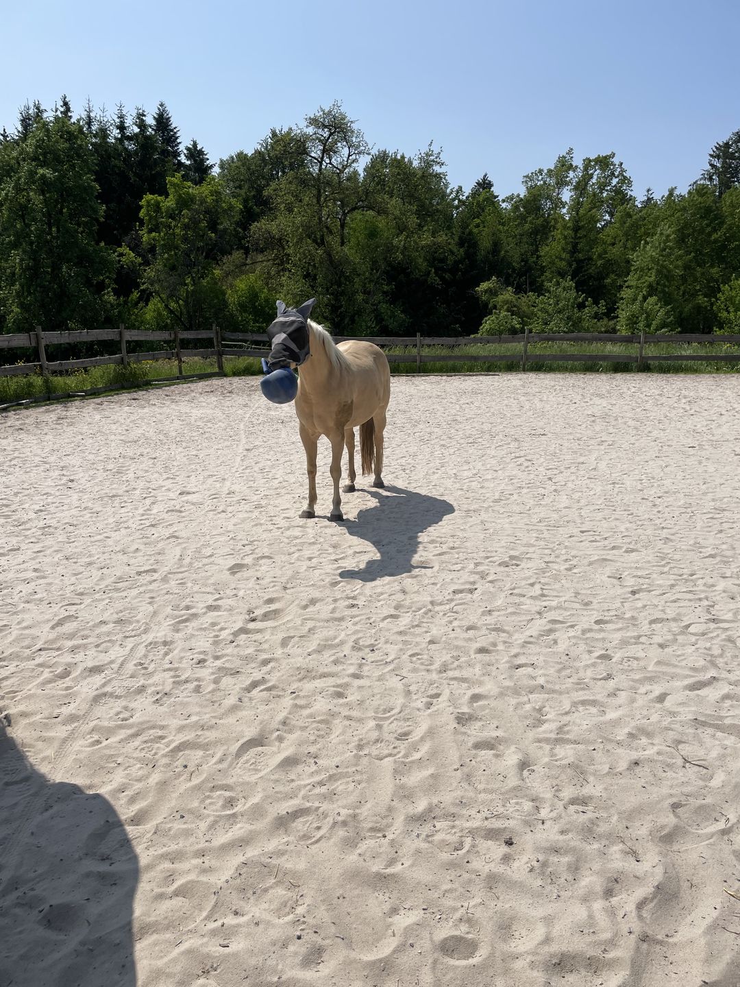 Customer photo review of Wurmtest Basic Pferd