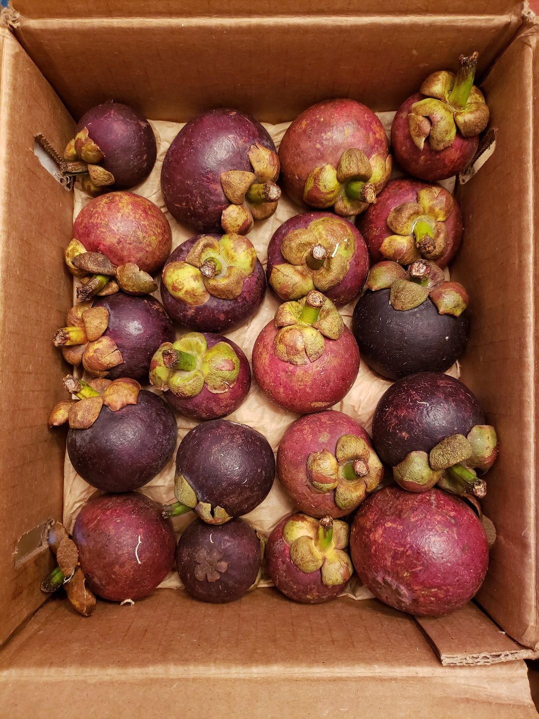 Customer photo review of Mangosteen Box *Pre-Order*