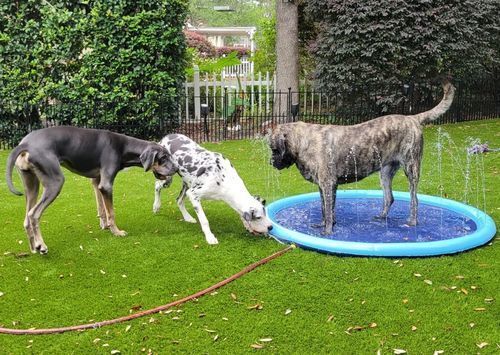 Customer photo review of Puppery Sprinkler Wasserspielmatte für Hunde