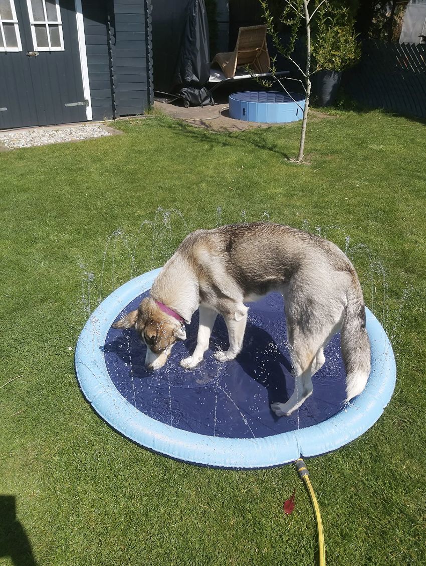 Customer photo review of Puppery Sprinkler Wasserspielmatte für Hunde