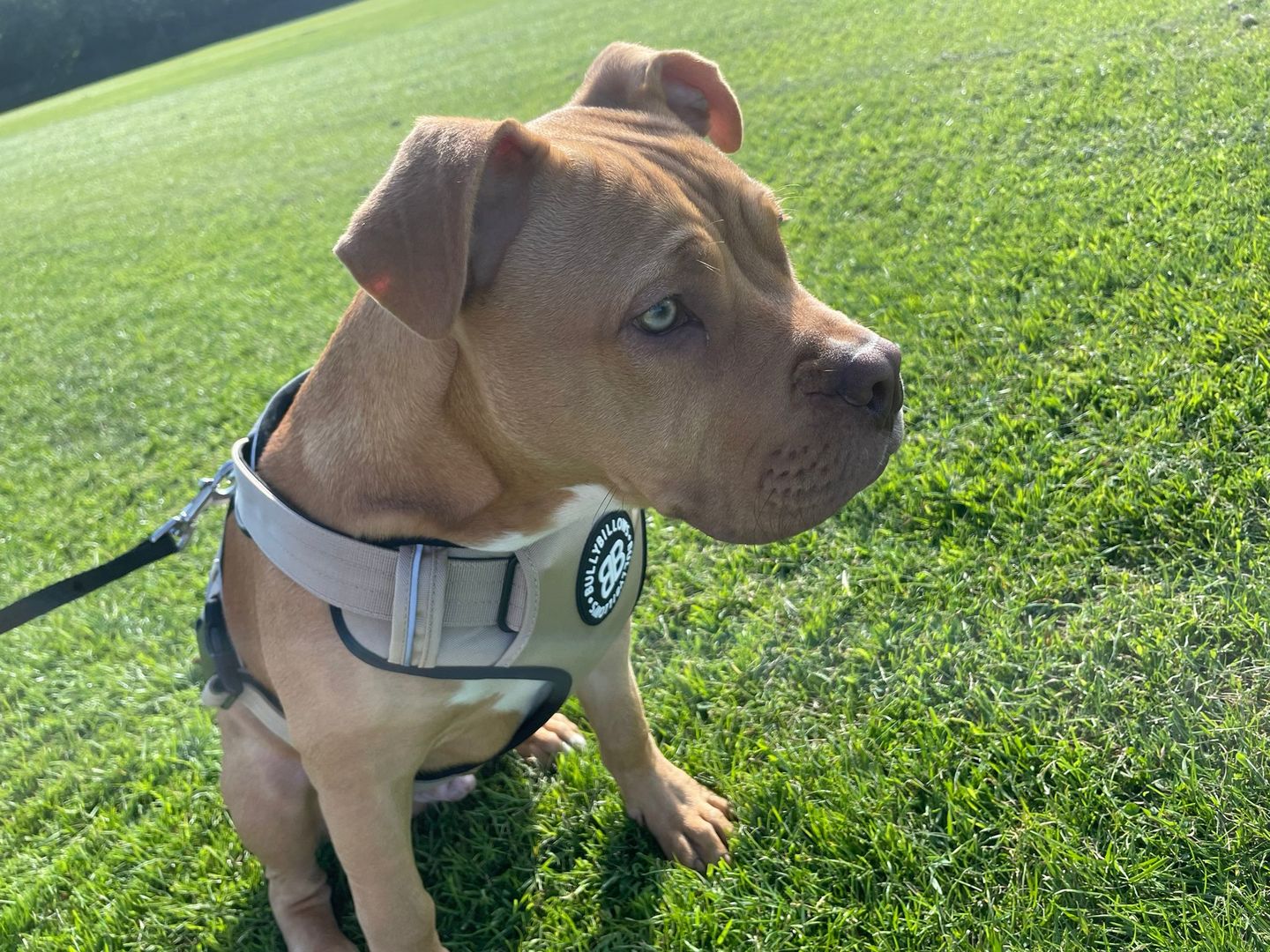 Customer photo review of Premium Comfort Harness | Non Restrictive & Adjustable - Light Military Tan
