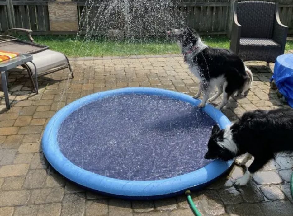 Customer photo review of Puppery Sprinkler Wasserspielmatte für Hunde