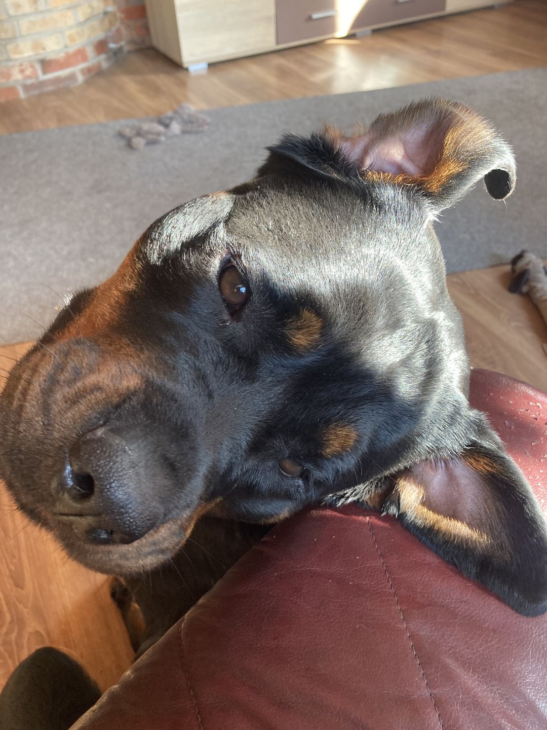 Customer photo review of Best Breeders Adult All breeds 25/13 ar zivi un rīsiem