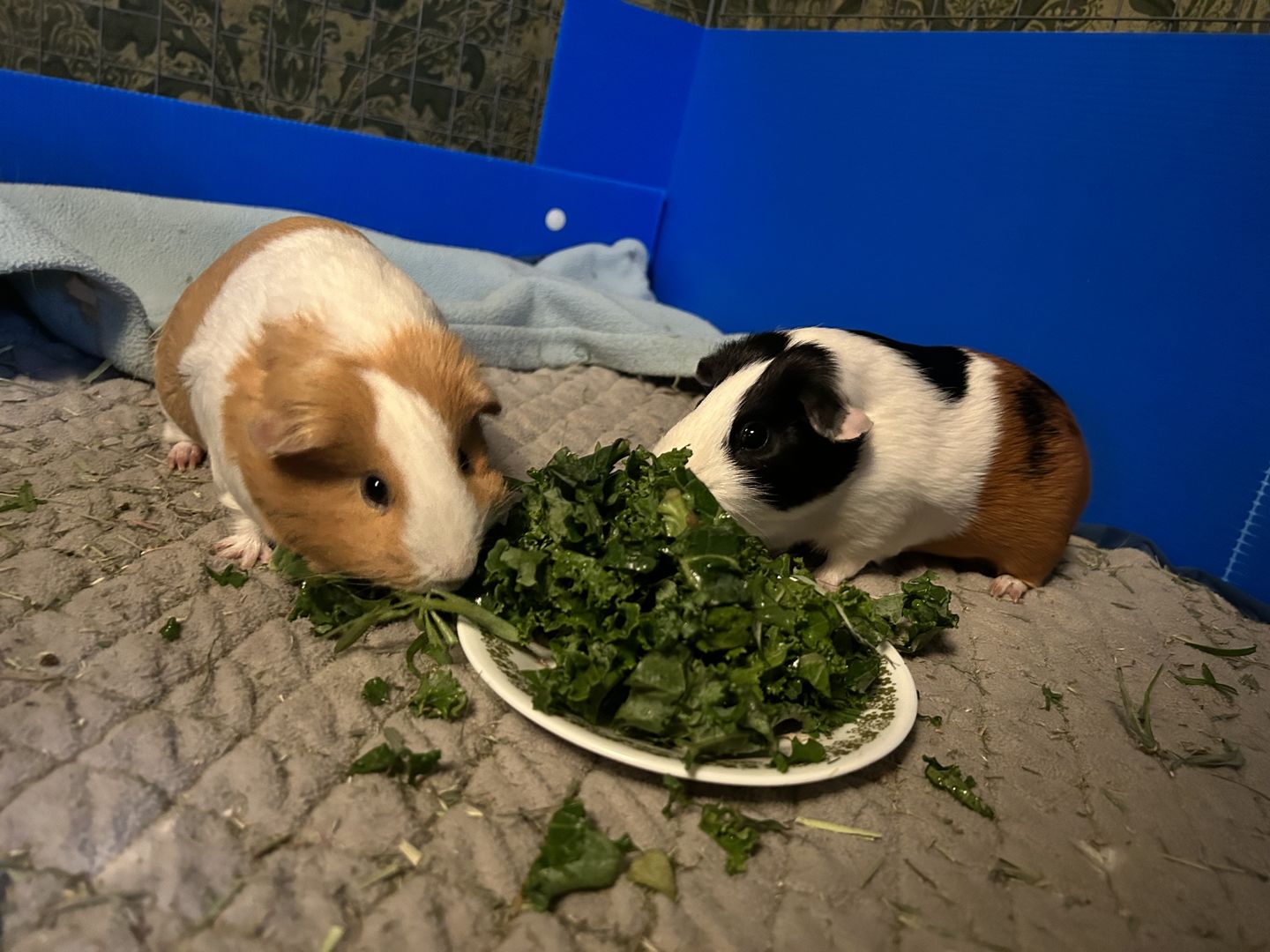 Customer photo review of Original GuineaDad Liner
