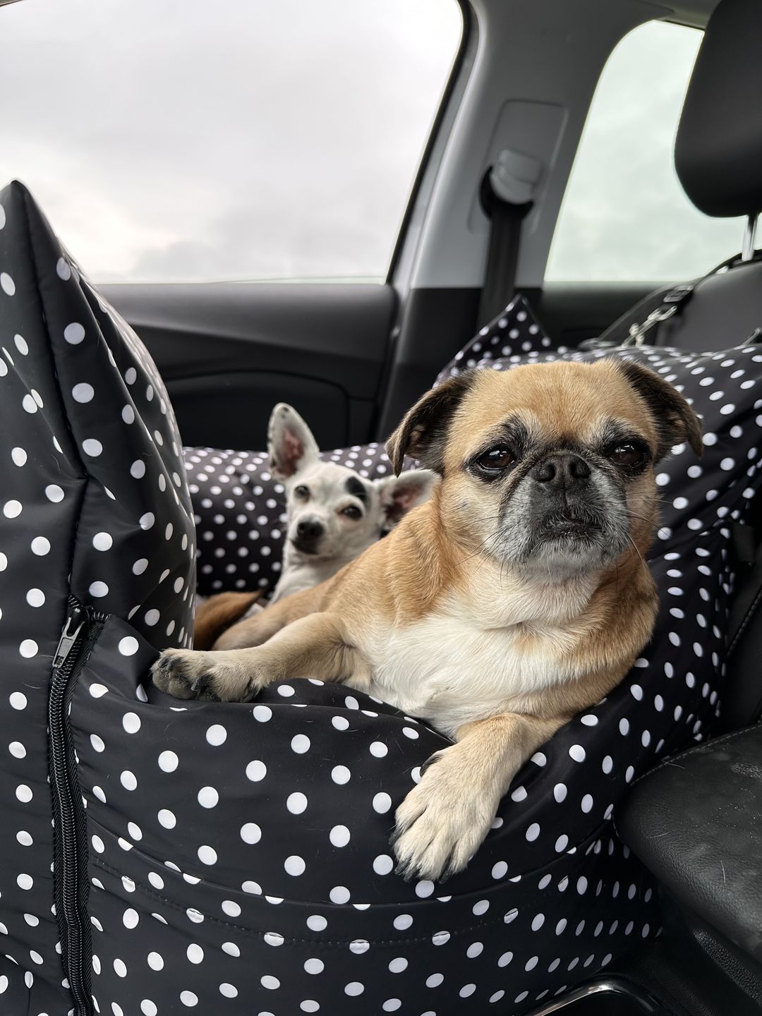 Customer photo review of Replacement Isofix Skin - Travel Dog Pod 2.0