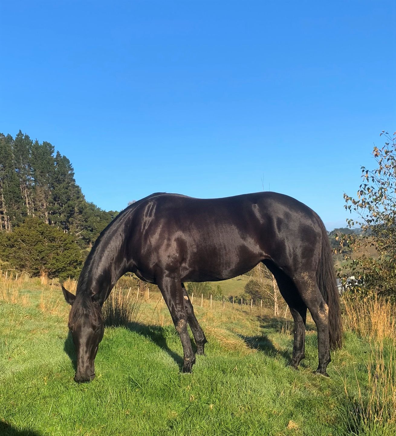 Customer photo review of Digestive RP