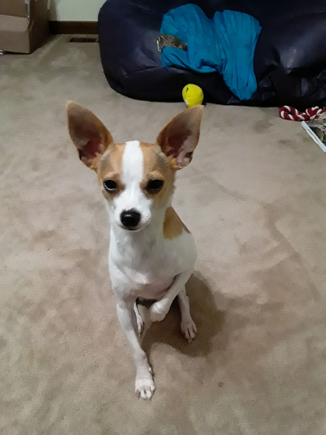Customer photo review of Oral Health Gum Healing Formula for Dogs, 300 Tablets, 30-Day Supply