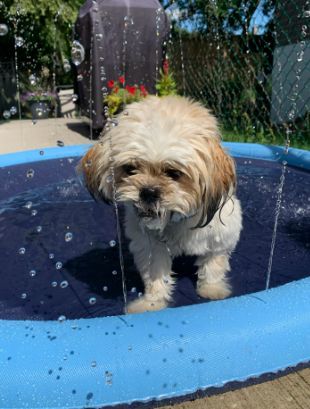 Customer photo review of Sprinkler Wasserspielmatte für Hunde