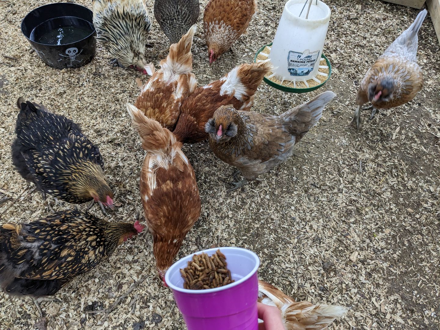 Customer photo review of GrubTerra Dried Black Soldier Fly Larvae - The Safest Treat For Your Flock