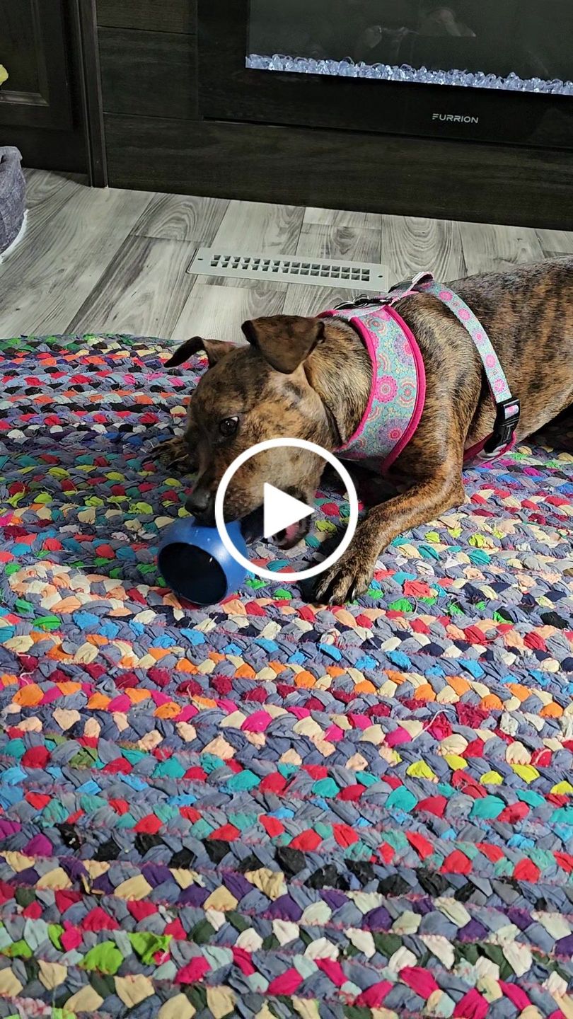 Customer video review of 12-INCH STANDARD BULLY STICKS