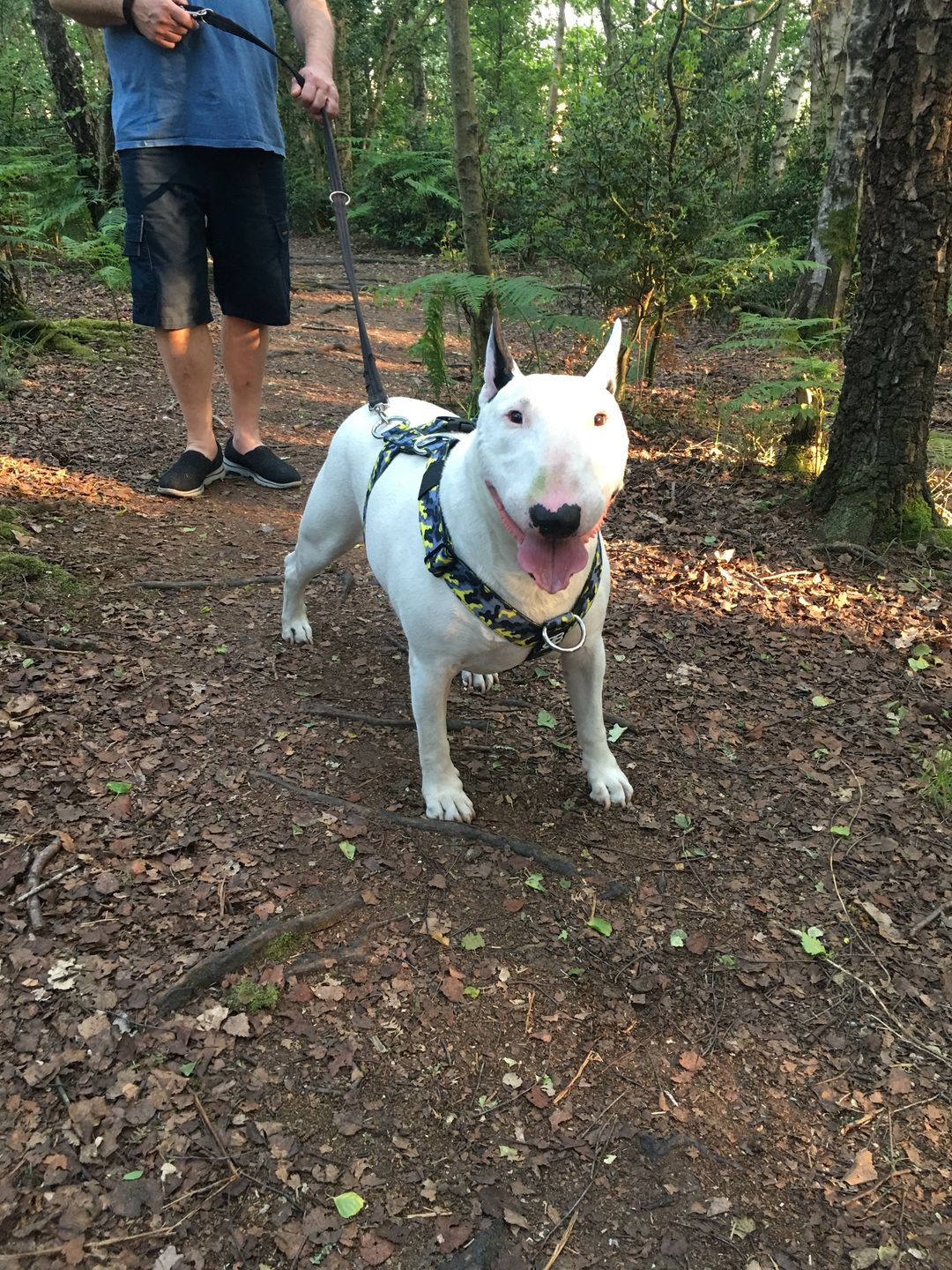 Customer photo review of TRI-Harness® | Anti-Pull, Adjustable & Durable - Dog Trainers Choice -  CAMO Lightning v2.0