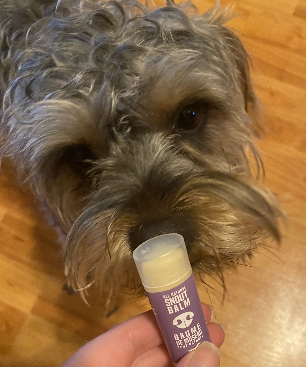 Customer photo review of Snout Balm