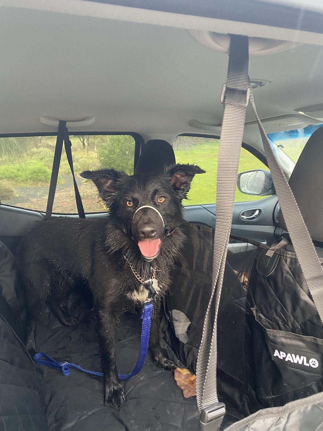 Customer photo review of 4-in-1 Dog Car Seat Cover