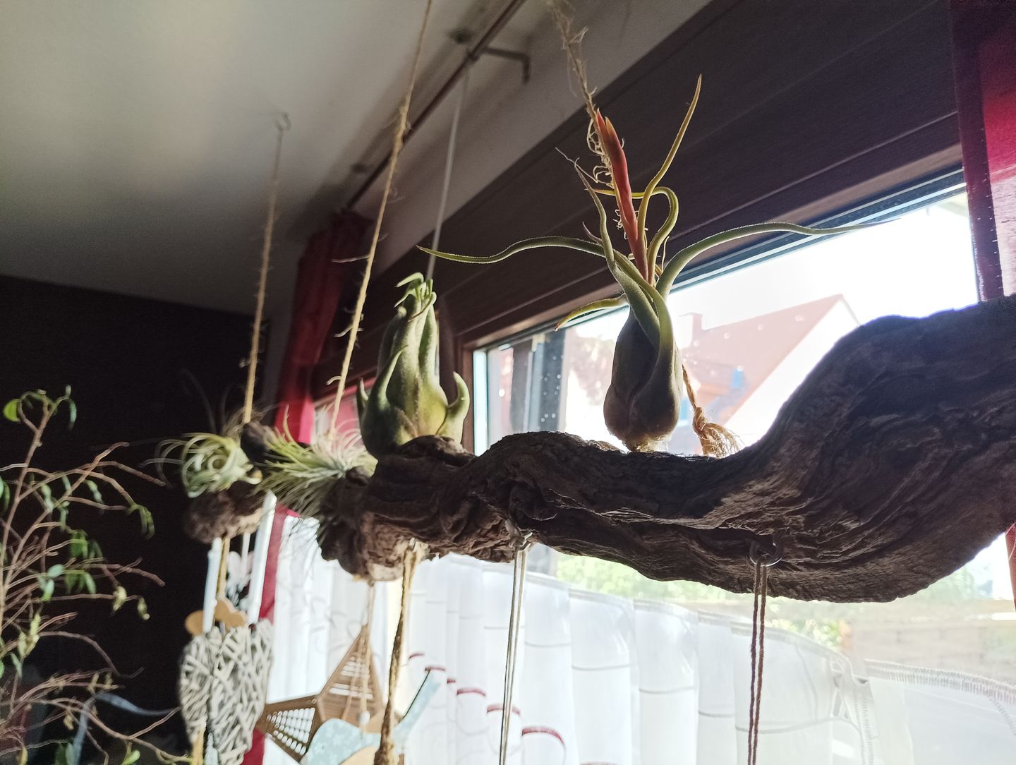 Customer photo review of Tillandsia xerographica 'Bonsai'