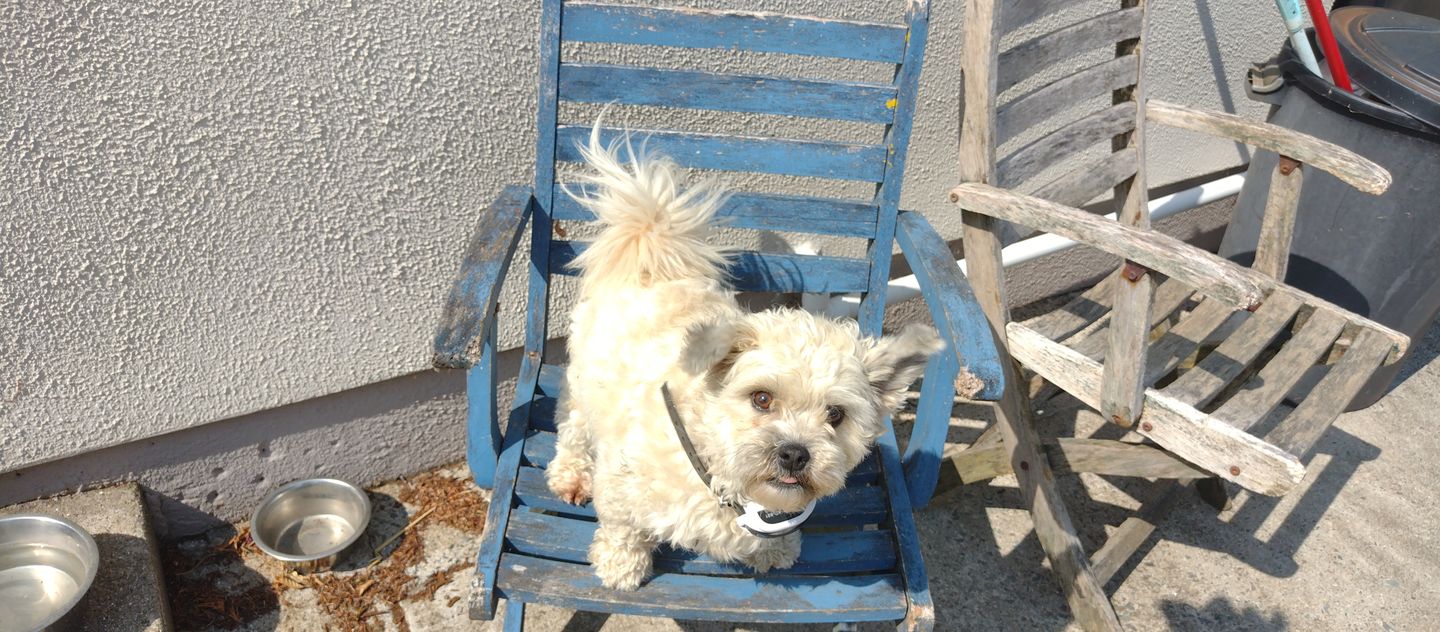 Customer photo review of Spare Collar for Wireless Dog Fence (KD661C)
