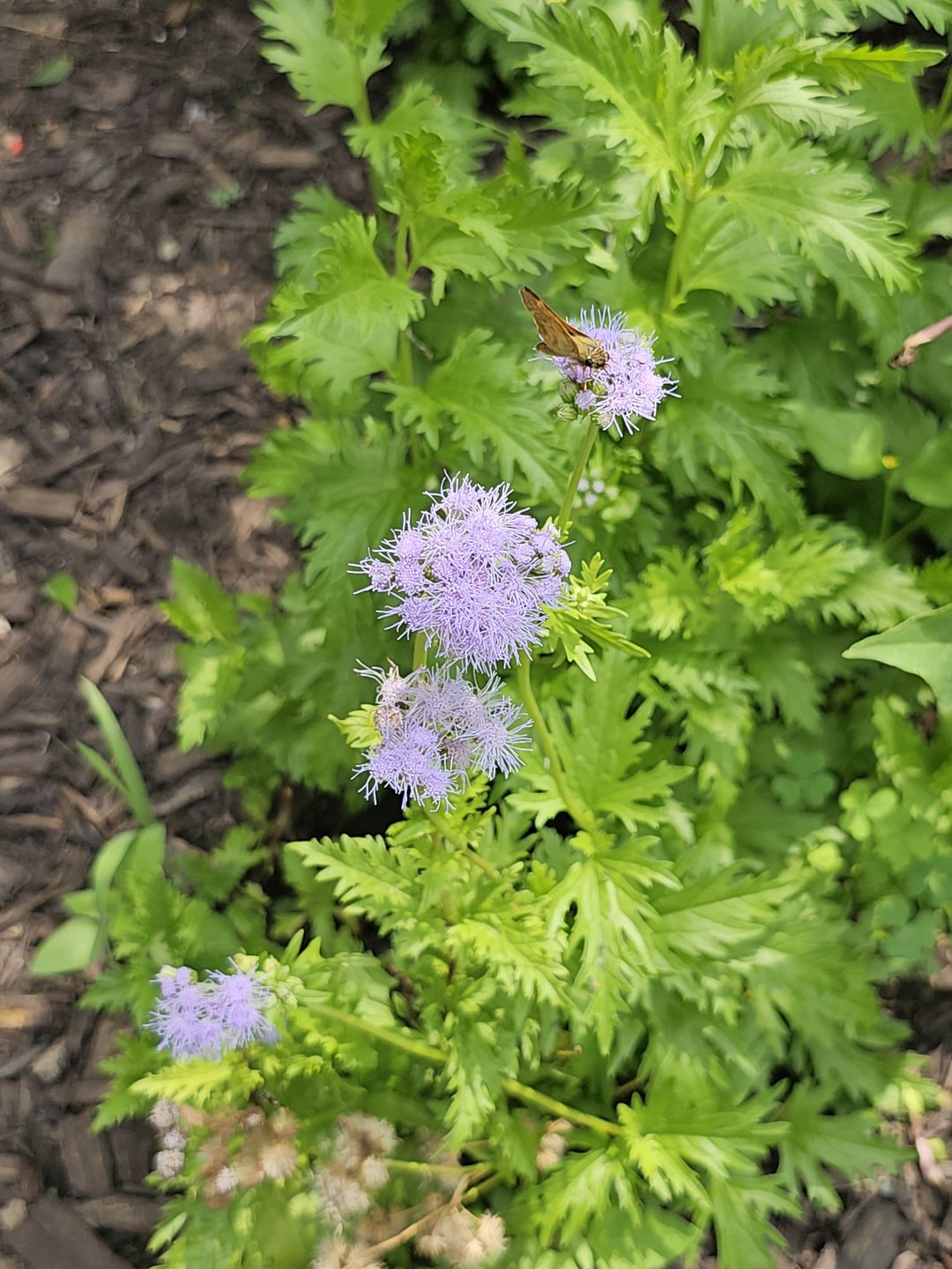 Customer photo review of Gregg's Mistflower