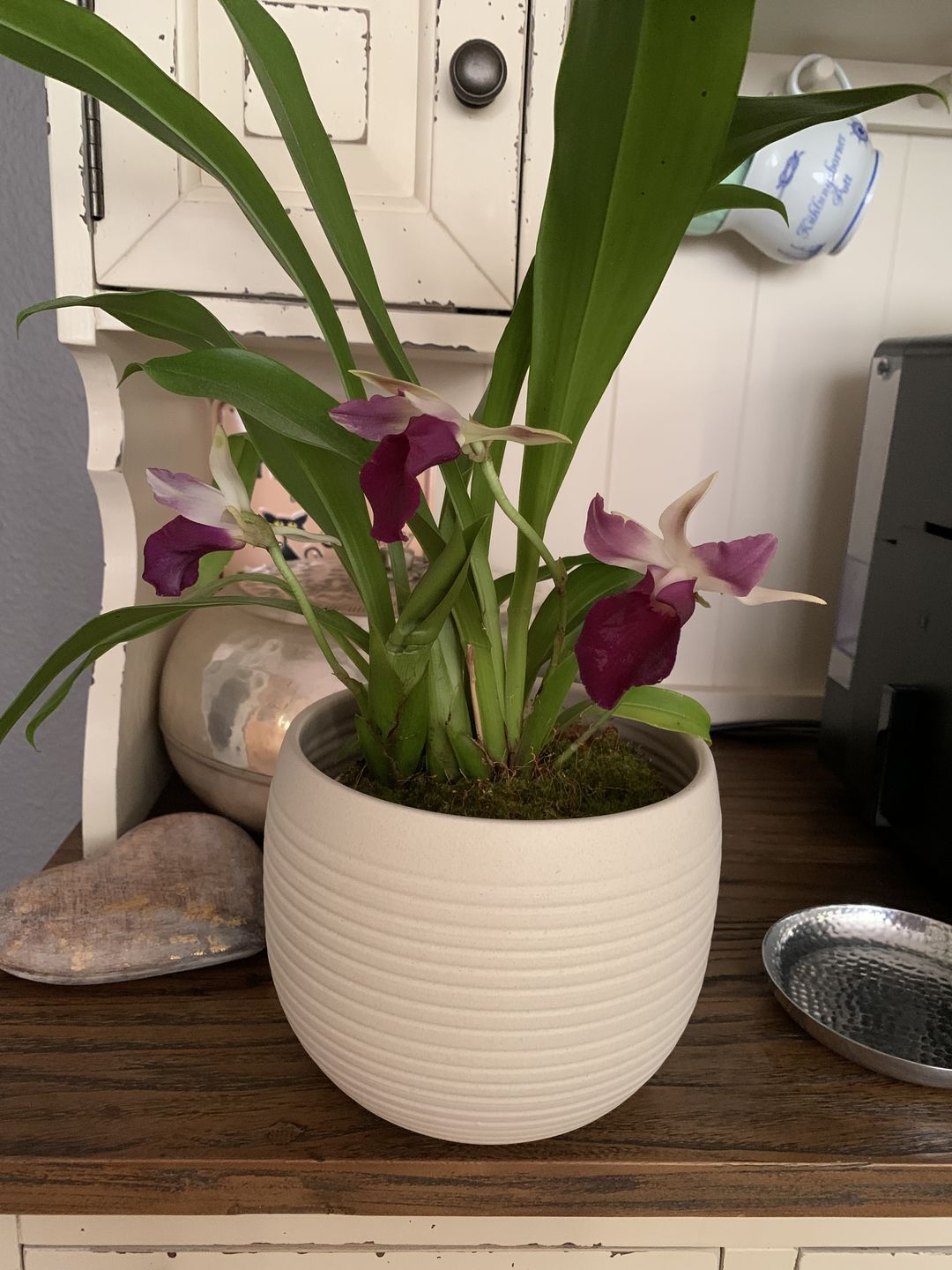 Customer photo review of Cochleanthes im Ampeltopf mit blau-violetten Blüten