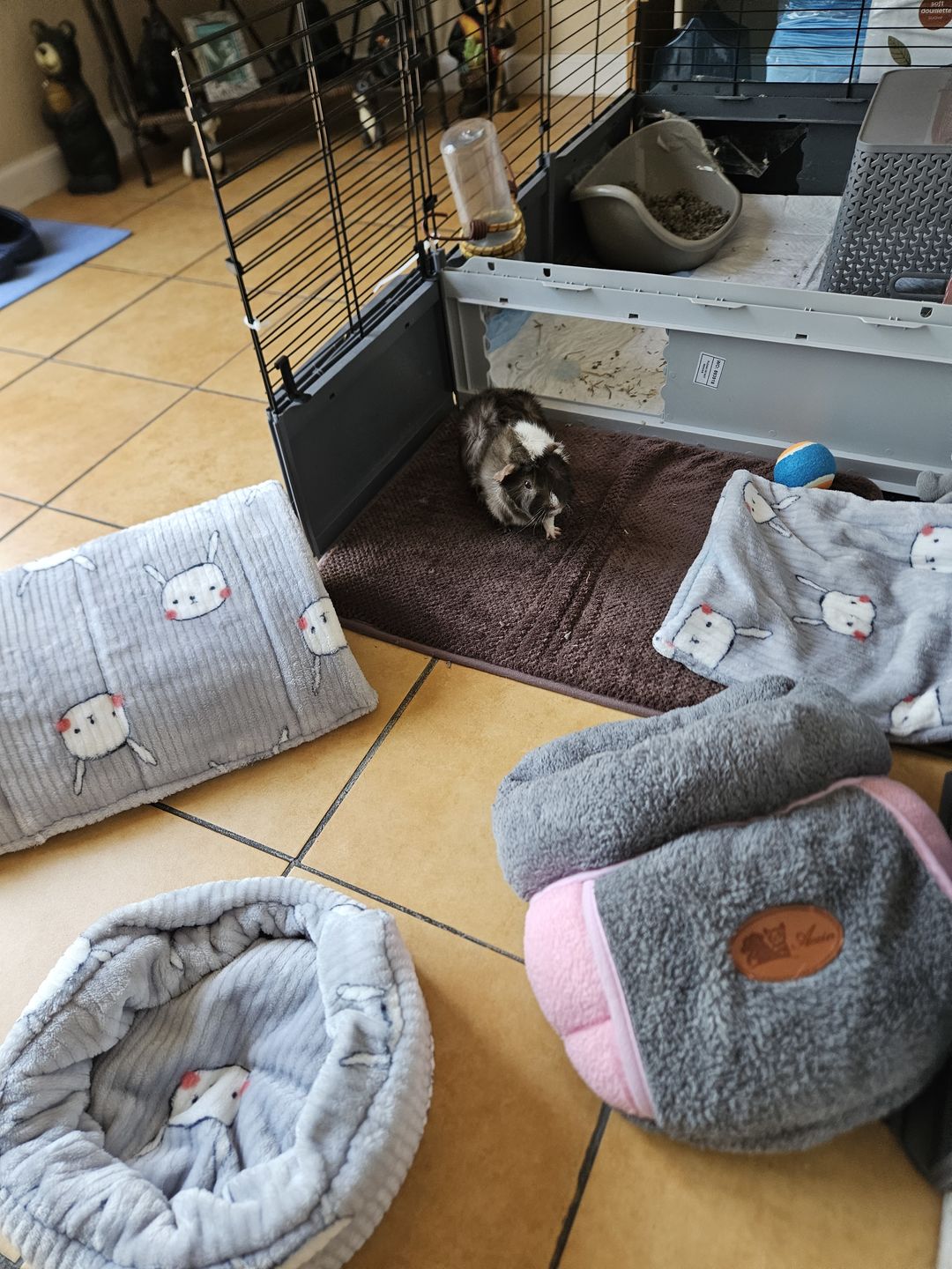 Customer photo review of Piggy Play Package