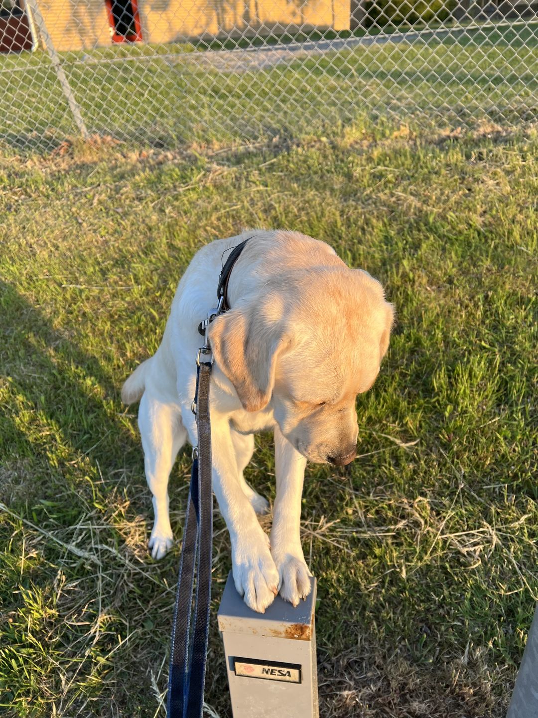 Customer photo review of Dr.Clauder's Hyposensitive All Breed And & Kartofler 11,5kg