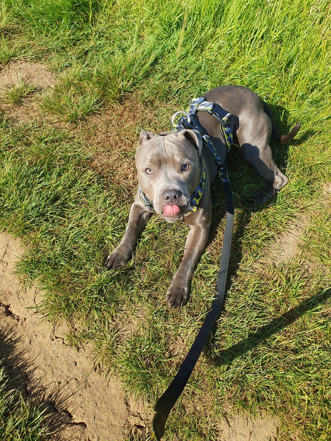 Customer photo review of TRI-Harness® | Anti-Pull, Adjustable & Durable - Dog Trainers Choice -  CAMO Lightning v2.0
