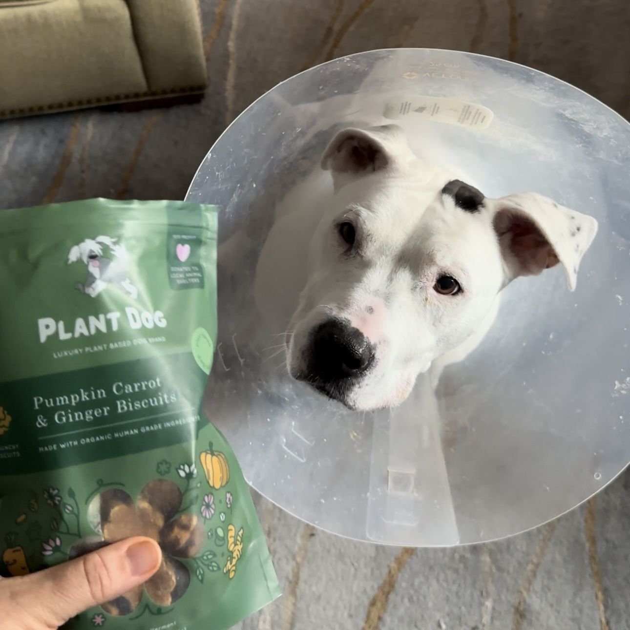 Customer photo review of Pumpkin and Carrot Ginger Biscuit- Anti-Inflammatory