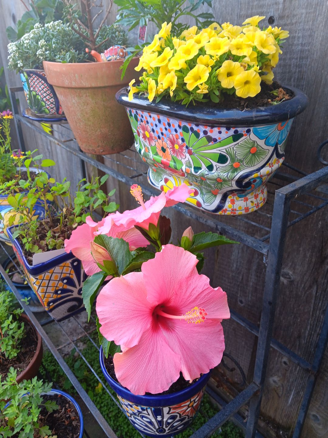 Customer photo review of Plant Care Kit