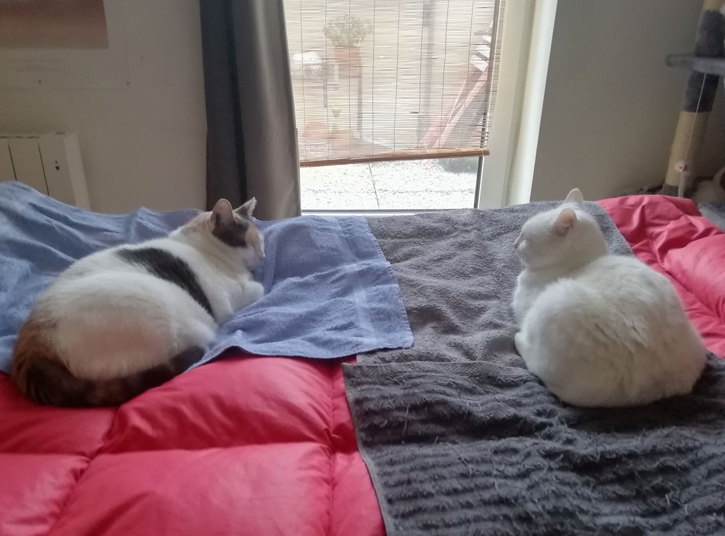 Customer photo review of Pâtées riches en volaille & aux courgettes (chat stérilisé et chat adulte)
