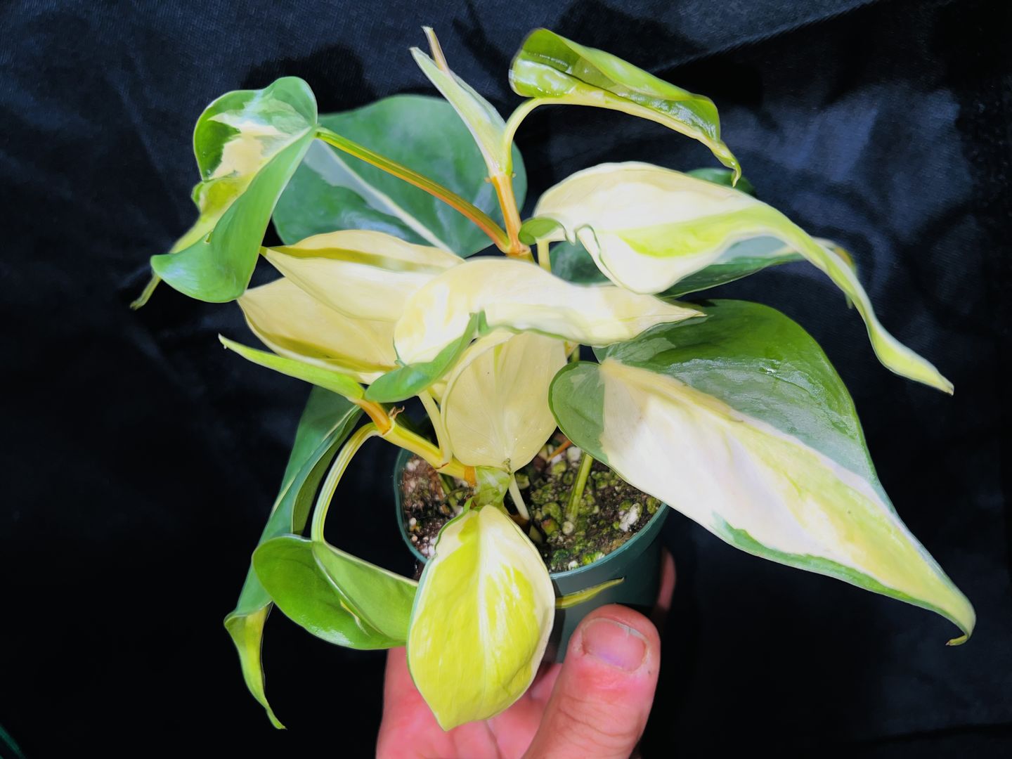 Customer photo review of Philodendron hederaceum 'Gabby' - 3" Single Stem - PRE ORDER
