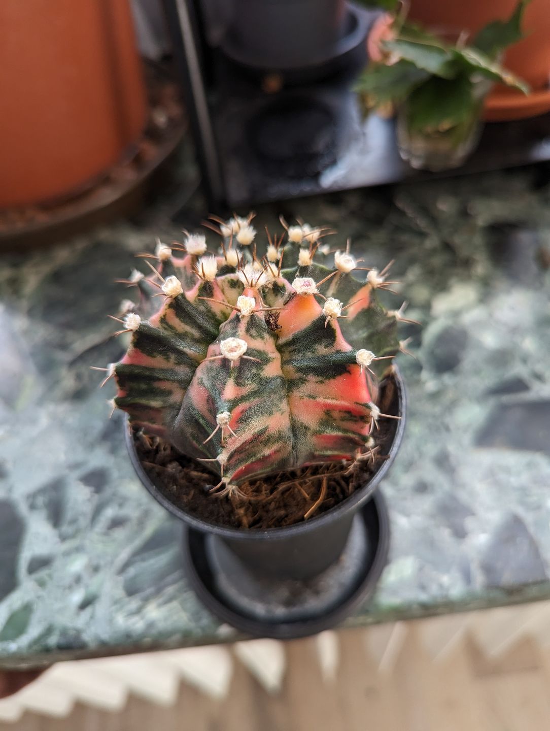 Customer photo review of Gymnocalycium Mihanovichii Variegata