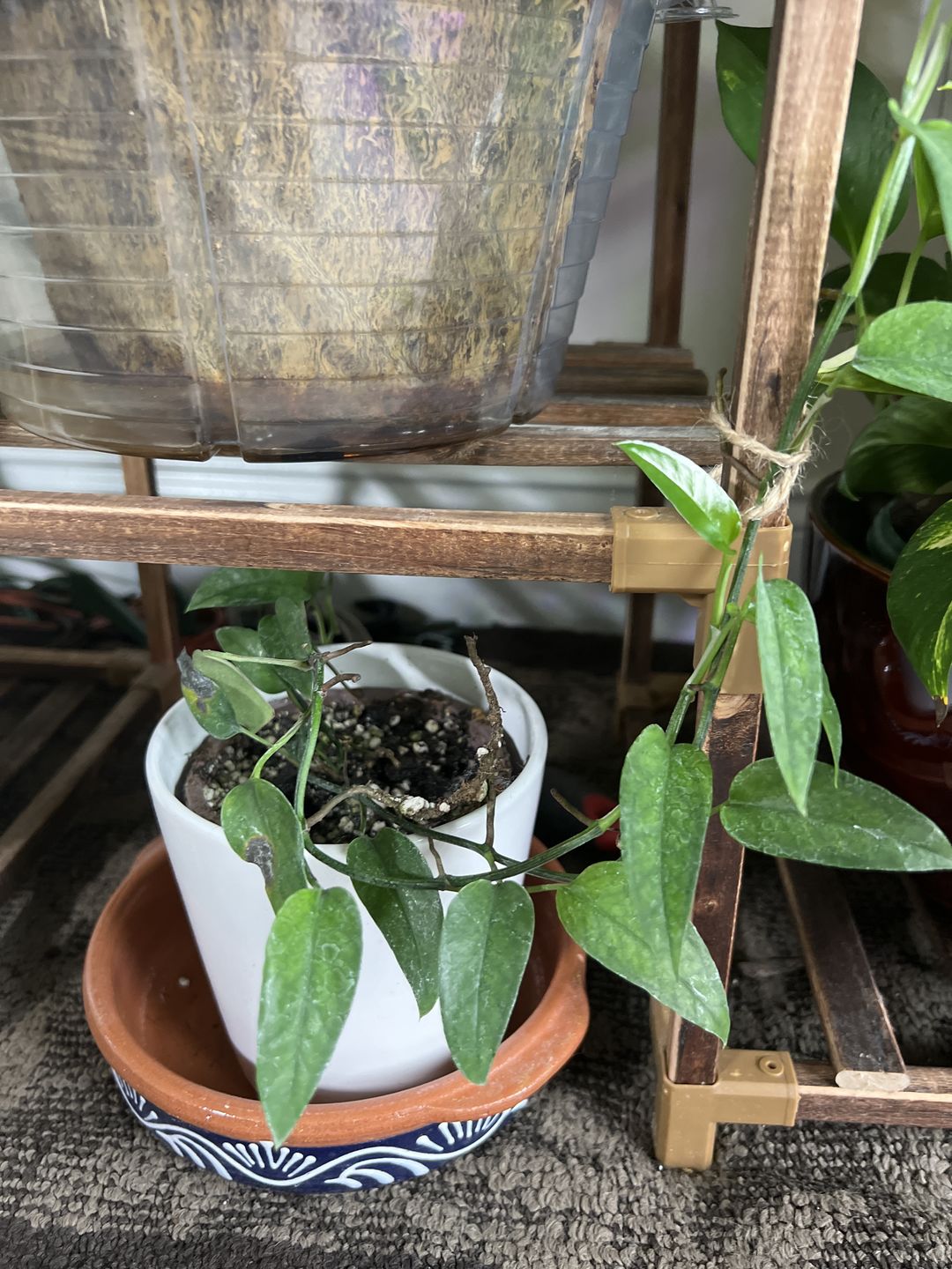 Customer photo review of Pothos Epipremnum pinnatum 'Skeleton Key'