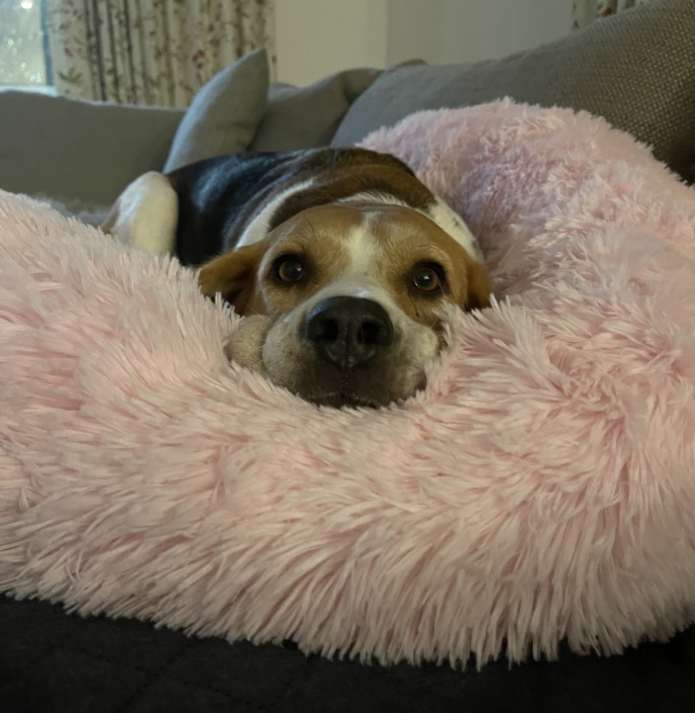 Customer photo review of Spare Calming Dog Bed Cover