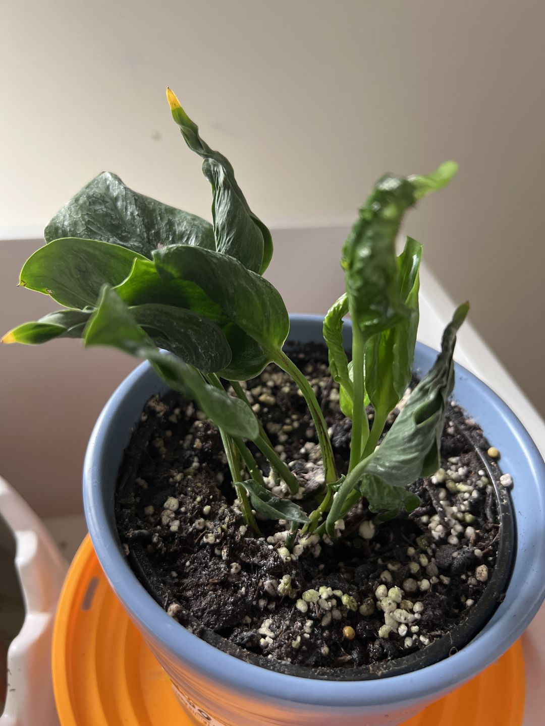 Customer photo review of Pothos Epipremnum aureum 'Shangri Ooh La La'