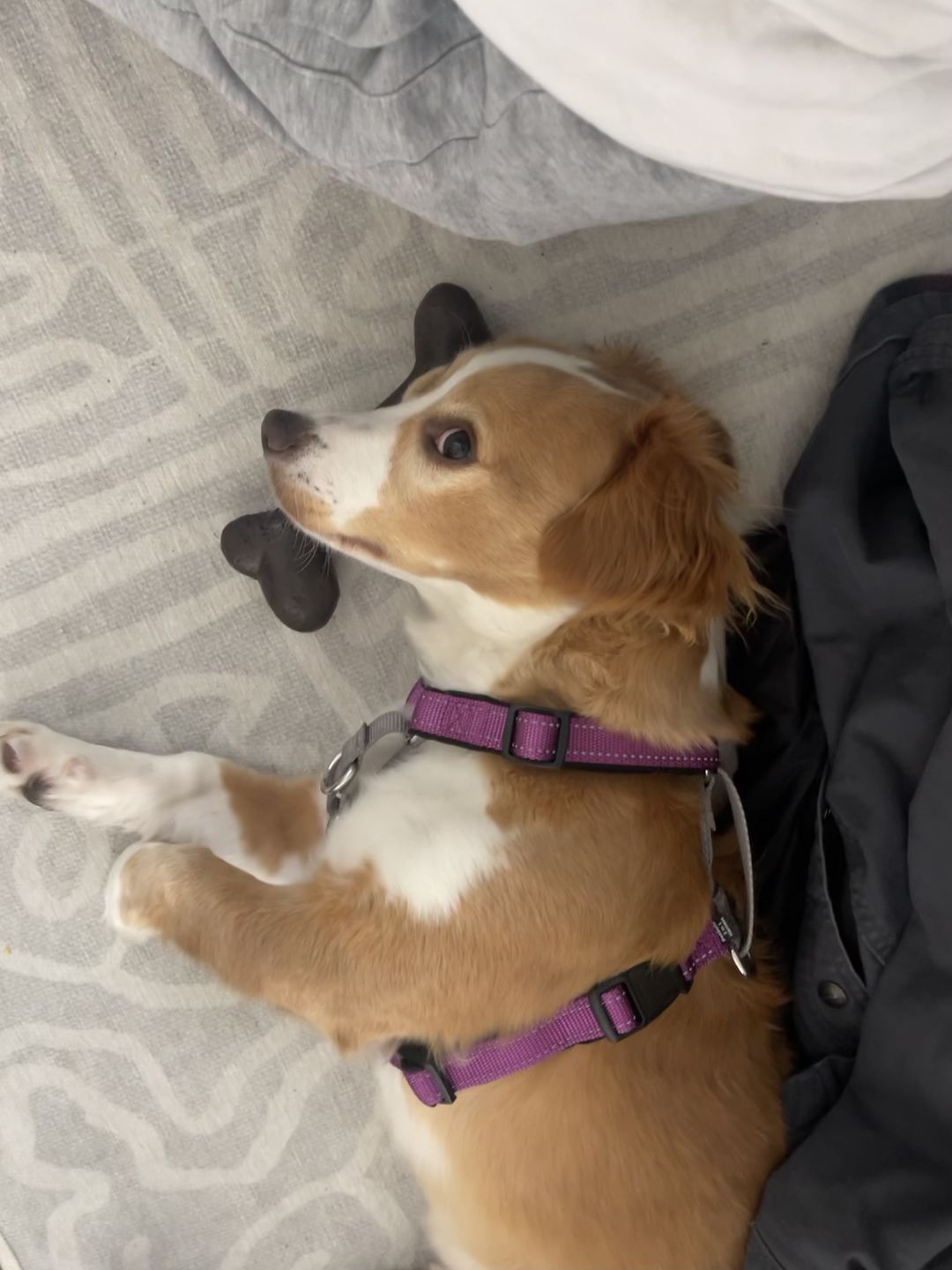 Customer photo review of Give A Dog A Bone!