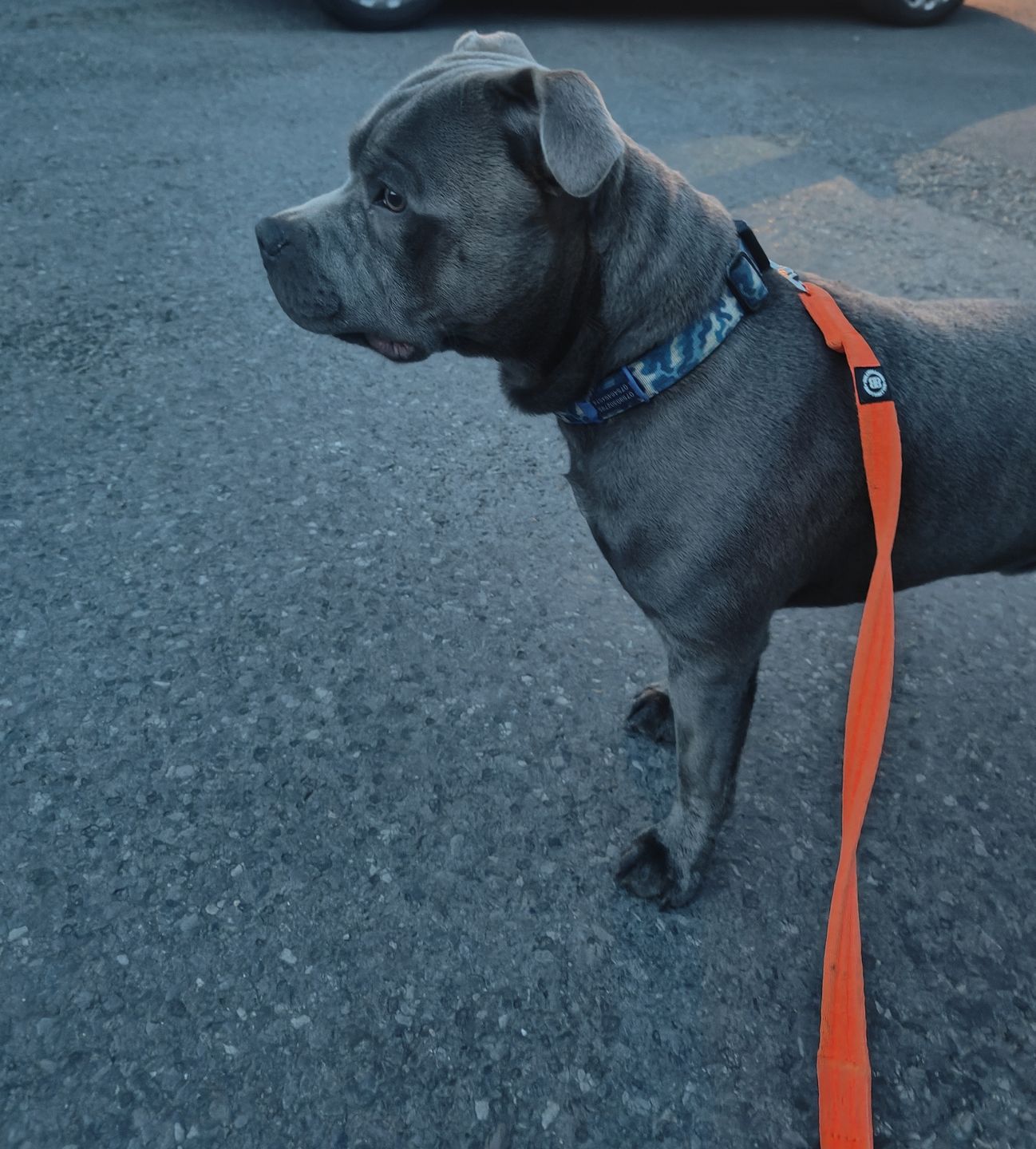 Customer photo review of Double Ended Training Lead | All Breeds - Durable & Soft 2m Lead - Orange