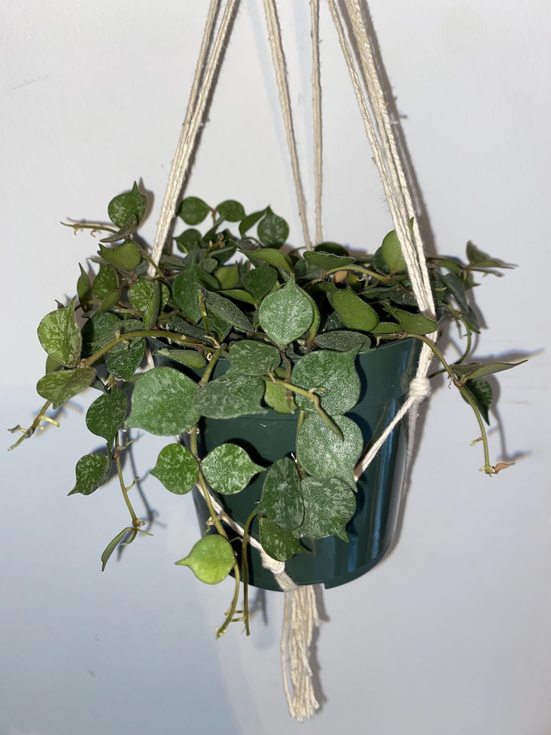 Customer photo review of Hoya curtisii