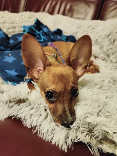 Customer photo review of *NEU* Emmalove - Flauschiges Hundebett für dein Sofa