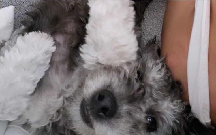 Customer photo review of KING KALM CBD 75mg - Small Dog & Cat Formula  20lbs or less