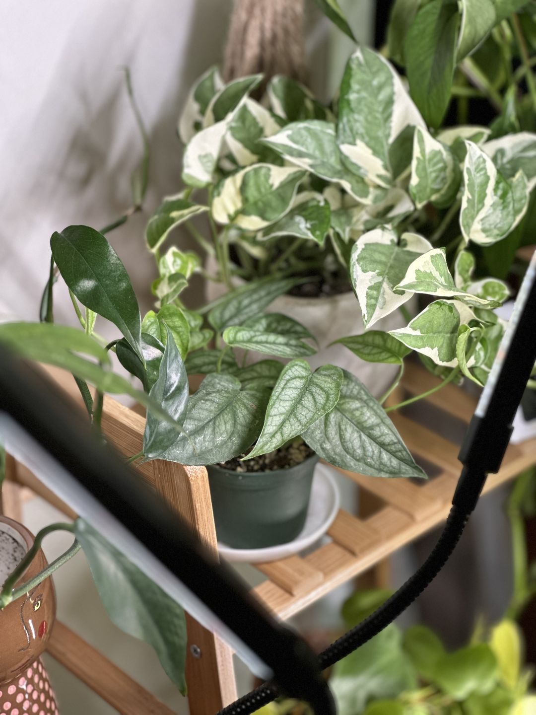 Customer photo review of Monstera siltepecana