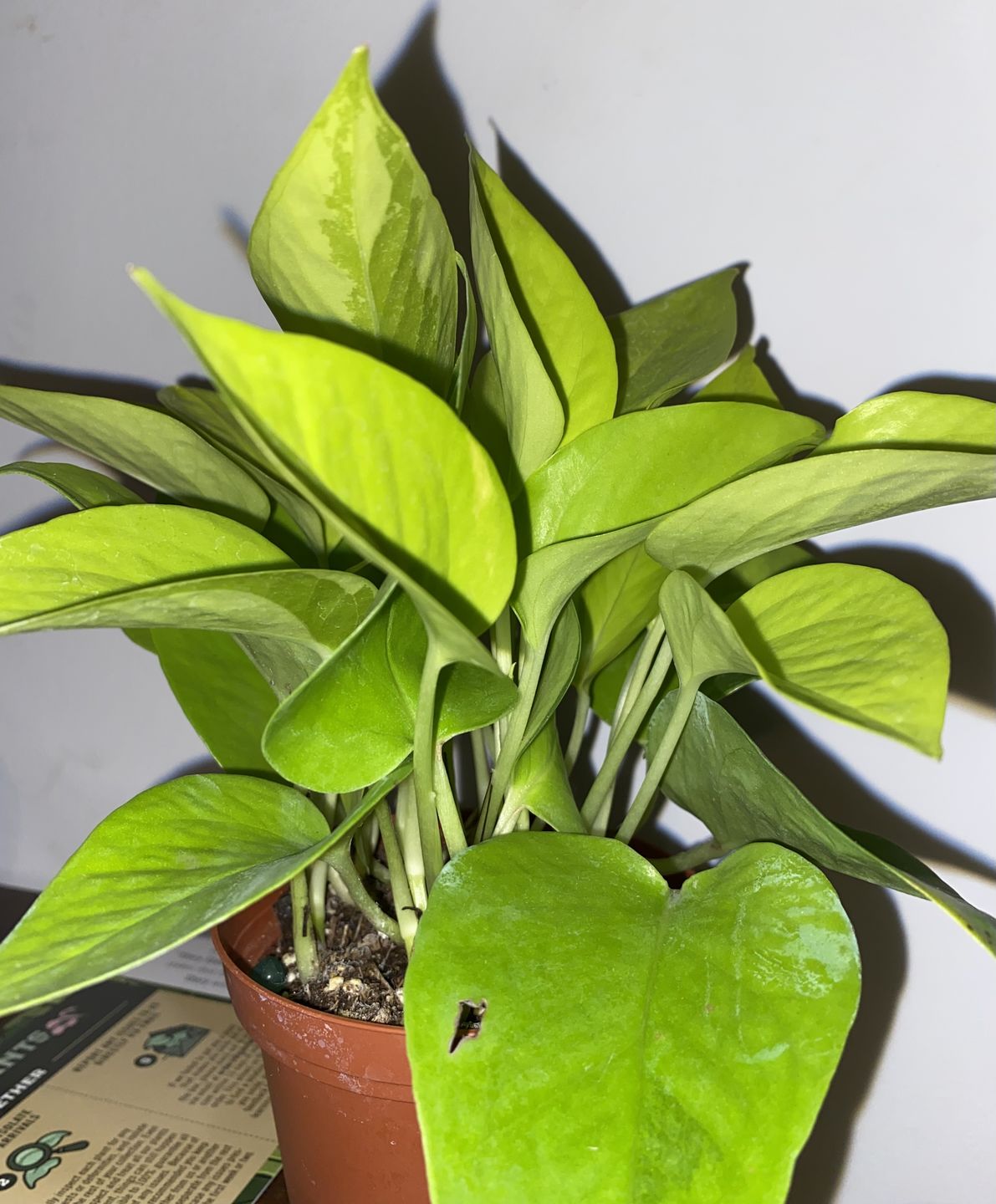 Customer photo review of Pothos Epipremnum aureum 'Neon'