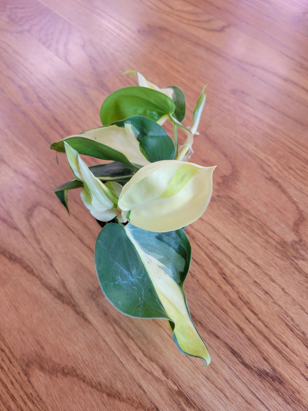 Customer photo review of Philodendron hederaceum 'Gabby' - 3" Single Stem - PRE ORDER