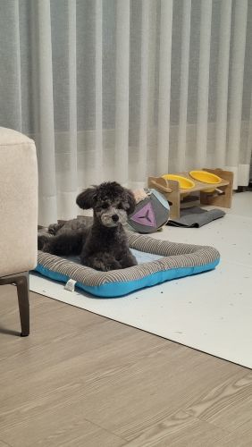 Customer photo review of Emmalove - *Premium* Kühlmatte Für Den Sommer