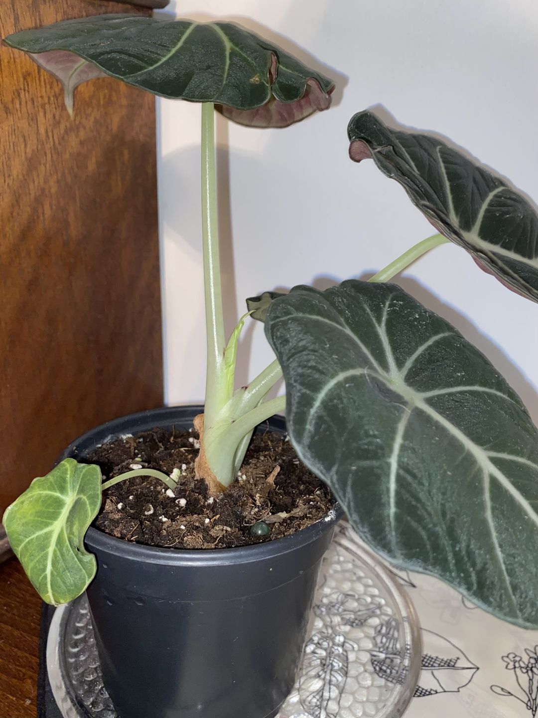 Customer photo review of Alocasia reginula "Black Velvet"